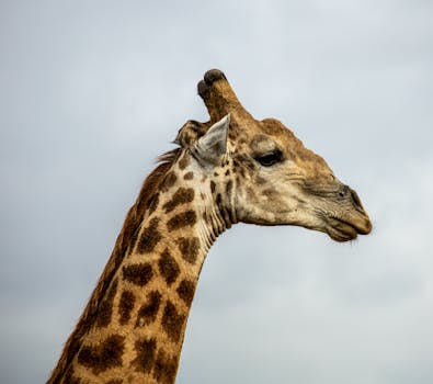 Giraffe Manor: The World’s Most Unique Stay