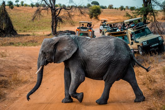 Singita's $150,000 Safari Package: The Ultimate African Wildlife Experience